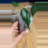 plant/Alocasia Maharani-4-thumbnail