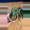 plant/Alocasia Maharani-3-thumbnail
