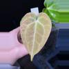 plant/Variegated Anthurium Besseae aff x Mag Verde-1-thumbnail