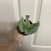 plant/Begonia Snow Capped-0-thumbnail