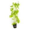 plant/Brazilian Pennywort (Hydrocotyle Leucocephala)-0-thumbnail