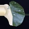 plant/🌿MONSTERA MILKY WAY-2-thumbnail