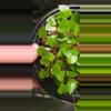 plant/Anthurium lucens Ocosingo Chiapas (seedling)-5-thumbnail