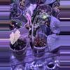 plant/Alocasia Pink K Nobilis offshoot-0-thumbnail