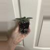 plant/Harmony’s Hunters Elk Ivory AV-1-thumbnail