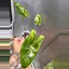 plant/Alocasia Zebrina Variegated-6-thumbnail