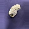 plant/“Steven” the prosperity fox skull-2-thumbnail