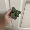 plant/Harmony’s Hunters Elk Ivory AV-0-thumbnail