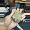 plant/ammonite pair-4-thumbnail
