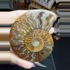 plant/ammonite pair-2-thumbnail