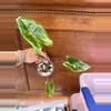 plant/Alocasia Zebrina Variegated-1-thumbnail