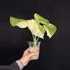 plant/🌿MONSTERA MILKY WAY-8-thumbnail