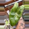 plant/Alocasia Zebrina Variegated-4-thumbnail