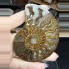 plant/ammonite pair-3-thumbnail