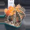 plant/Gymnocalycium Mihanovichii Variegated in 3.5" H56-0-thumbnail