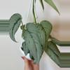 plant/3” Scindapsus Silver Sierra-0-thumbnail