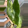 plant/Alocasia Zebrina Variegated-0-thumbnail