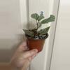 plant/Begonia Snow Capped-1-thumbnail