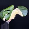 plant/🌿MONSTERA MILKY WAY-7-thumbnail