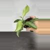 plant/Hoya multiflora ‘WonderPhil’-0-thumbnail