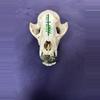 plant/“Steven” the prosperity fox skull-0-thumbnail