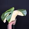 plant/🌿MONSTERA MILKY WAY-4-thumbnail