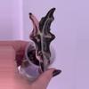 plant/Alocasia Pink K Nobilis offshoot-2-thumbnail