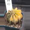 plant/Gymnocalycium Mihanovichii Variegated in 3.25" H57-0-thumbnail