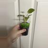 plant/Philodendron Paraiso Verde-1-thumbnail