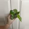 plant/Philodendron Paraiso Verde-0-thumbnail