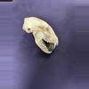 plant/“Steven” the prosperity fox skull-1-thumbnail