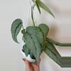 plant/3” Scindapsus Silver Sierra-3-thumbnail