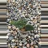 plant/Scindapsus pictus “Satin Pothos” Cuttings Small Cup-0-thumbnail