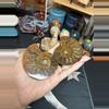 plant/ammonite pair-1-thumbnail