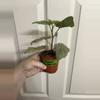 plant/Begonia Sinbad Pink-1-thumbnail