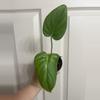 plant/Philodendron McDowell-0-thumbnail
