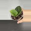 plant/Hoya sp. (Da Nang)-0-thumbnail