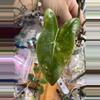plant/Alocasia Zebrina Variegated-5-thumbnail