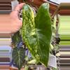 plant/Alocasia Zebrina Variegated-7-thumbnail