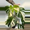 plant/PL173: Monstera Albo-0-thumbnail
