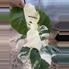 plant/PL456: Monstera Albo FRESH IMPORT ships this week-0-thumbnail