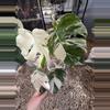 plant/PL460: Monstera Albo FRESH IMPORT ships this week-0-thumbnail