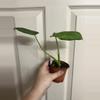 plant/Philodendron McDowell-1-thumbnail