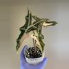 plant/256 Alocasia Pink Nobilis - CORM B ONLY!-1-thumbnail