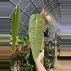 plant/XXL Anthurium Veitchii Super Narrow!!-1-thumbnail