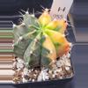 plant/Gymnocalycium Mihanovichii Variegated in 3.5" H55-0-thumbnail