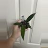 plant/Philodendron Pluto-0-thumbnail