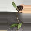 plant/Hoya sp Sumatra (long leaf)-0-thumbnail