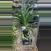 plant/Vanda Orchid (purple)-1-thumbnail