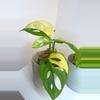 plant/4” Monstera Adansonii Aurea-0-thumbnail